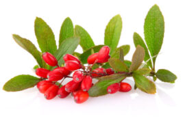 Barberry