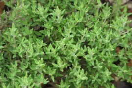 Thyme