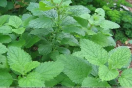 lemon balm