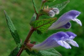 skullcap